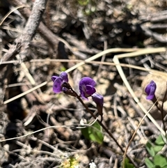 Glycine tabacina at Bonython, ACT - 2 Nov 2025 12:51 PM