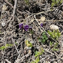 Glycine tabacina at Bonython, ACT - 2 Nov 2025 12:51 PM