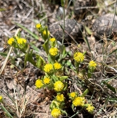 Triptilodiscus pygmaeus (Annual Daisy) at Bonython, ACT - 2 Nov 2025 by GG