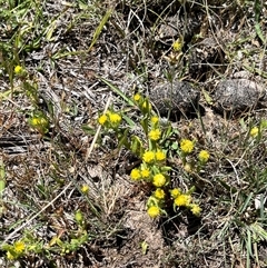 Triptilodiscus pygmaeus at Bonython, ACT - 2 Nov 2025 12:21 PM