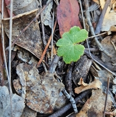 Hydrocotyle laxiflora (Stinking Pennywort) at Burra, NSW - 5 Nov 2025 by BrianSummers