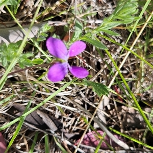 Viola betonicifolia subsp. betonicifolia at Burra, NSW - 5 Nov 2025 10:07 AM