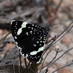 Idalima affinis (Eastern Speckled Day-moth) at Bredbo, NSW - 1 Nov 2025 by ChrisChapman