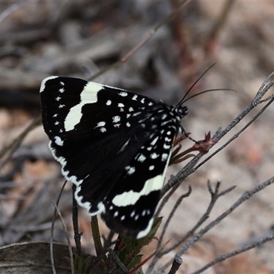 Idalima affinis (Eastern Speckled Day-moth) at Bredbo, NSW - 1 Nov 2025 by ChrisChapman