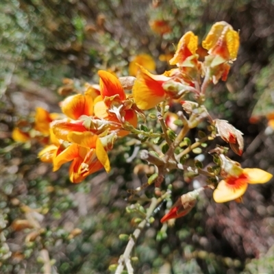 Mirbelia oxylobioides (Mountain Mirbelia) at Binjura, NSW - 5 Nov 2025 by mahargiani