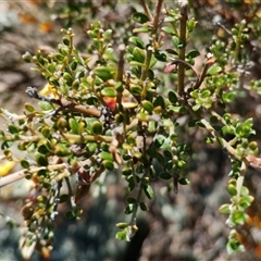 Mirbelia oxylobioides at Binjura, NSW - 5 Nov 2025 10:23 AM