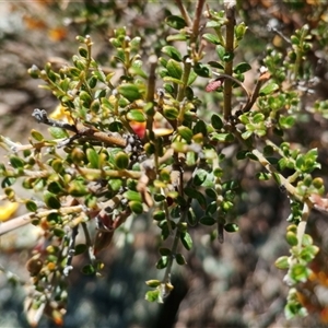 Mirbelia oxylobioides at Binjura, NSW - 5 Nov 2025 10:23 AM