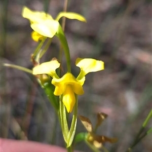 Diuris aurea at Bruce, ACT - Today by JaneCarter