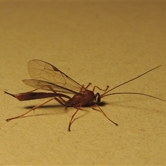 Netelia sp. (genus) at Conder, ACT - 14 Sep 2025 by MichaelBedingfield