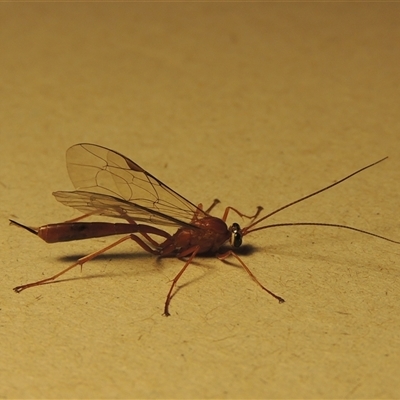 Netelia sp. (genus) at Conder, ACT - 14 Sep 2025 by MichaelBedingfield