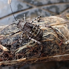 Acripeza reticulata (Mountain Katydid) at Ballyroe, NSW - 28 Oct 2025 by TwoRivers