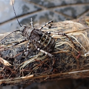 Acripeza reticulata at Ballyroe, NSW - 28 Oct 2025 by TwoRivers