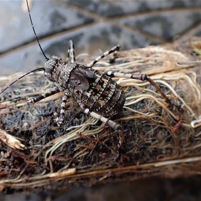 Acripeza reticulata (Mountain Katydid) at Ballyroe, NSW - 28 Oct 2025 by TwoRivers