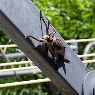 Neoaratus hercules (Herculean Robber Fly) at Theodore, ACT - 5 Nov 2025 by Cardy
