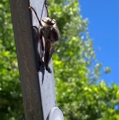 Neoaratus hercules at Theodore, ACT - 5 Nov 2025 11:26 AM