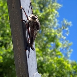 Neoaratus hercules at Theodore, ACT - 5 Nov 2025 11:26 AM