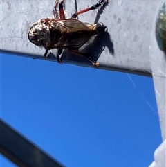 Neoaratus hercules at Theodore, ACT - 5 Nov 2025 11:26 AM