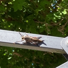 Neoaratus hercules at Theodore, ACT - 5 Nov 2025 11:26 AM