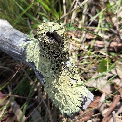 Unverified Lichen at Watson, ACT - 30 Oct 2025 by HappyWanderer