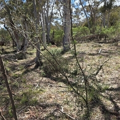 Bursaria spinosa at Watson, ACT - 30 Oct 2025 by HappyWanderer