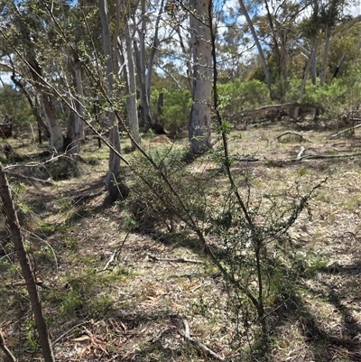 Bursaria spinosa at Watson, ACT - 30 Oct 2025 by HappyWanderer