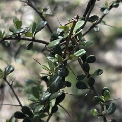 Bursaria spinosa subsp. lasiophylla at Watson, ACT - 30 Oct 2025 11:31 AM
