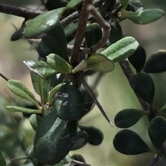 Bursaria spinosa subsp. lasiophylla at Watson, ACT - 30 Oct 2025 11:31 AM