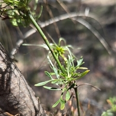 Clematis leptophylla (Small-leaf Clematis, Old Man's Beard) at Watson, ACT - 30 Oct 2025 by HappyWanderer