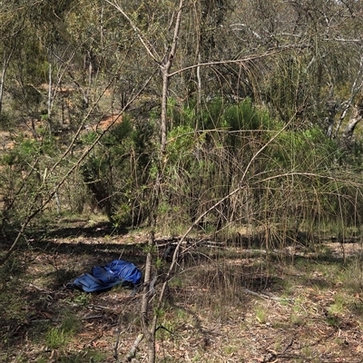 Allocasuarina verticillata (Drooping Sheoak) at Watson, ACT - 30 Oct 2025 by HappyWanderer