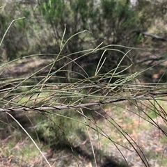 Allocasuarina verticillata at Watson, ACT - 30 Oct 2025 10:40 AM