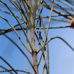 Allocasuarina verticillata at Watson, ACT - 30 Oct 2025 10:40 AM