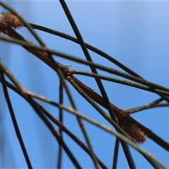 Allocasuarina verticillata at Watson, ACT - 30 Oct 2025 10:40 AM