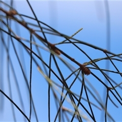 Allocasuarina verticillata at Watson, ACT - 30 Oct 2025 10:40 AM