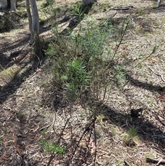 Cassinia longifolia (Shiny Cassinia, Cauliflower Bush) at Watson, ACT - 30 Oct 2025 by HappyWanderer