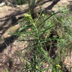 Cassinia longifolia at Watson, ACT - 30 Oct 2025 11:38 AM