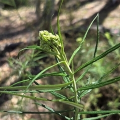 Cassinia longifolia at Watson, ACT - 30 Oct 2025 11:38 AM