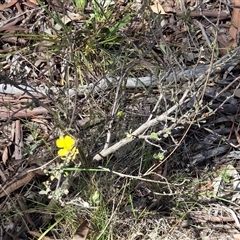 Hibbertia obtusifolia (Grey Guinea-flower) at Watson, ACT - 30 Oct 2025 by HappyWanderer