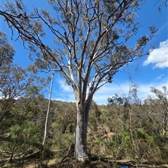 Eucalyptus rossii (Inland Scribbly Gum) at Watson, ACT - 30 Oct 2025 by HappyWanderer