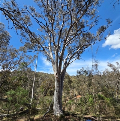 Eucalyptus rossii (Inland Scribbly Gum) at Watson, ACT - 30 Oct 2025 by HappyWanderer