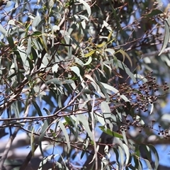 Eucalyptus rossii at Watson, ACT - 30 Oct 2025 11:41 AM