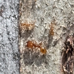 Pheidole sp. (genus) (Seed-harvesting ant) at Watson, ACT - 30 Oct 2025 by HappyWanderer