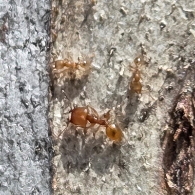 Pheidole sp. (genus) (Seed-harvesting ant) at Watson, ACT - 30 Oct 2025 by HappyWanderer