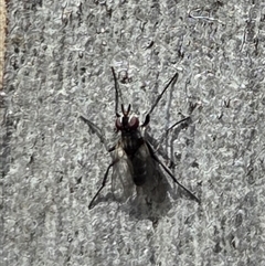 Unverified True fly (Diptera) at Watson, ACT - 30 Oct 2025 by HappyWanderer