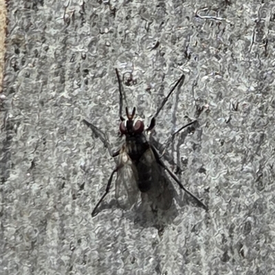 Unverified True fly (Diptera) at Watson, ACT - 30 Oct 2025 by HappyWanderer
