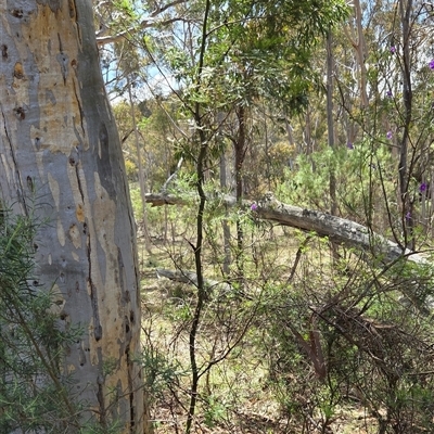 Acacia parramattensis (Parramatta Green Wattle) at Watson, ACT - 30 Oct 2025 by HappyWanderer