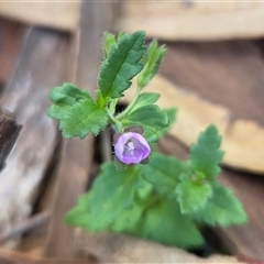 Veronica calycina (Hairy Speedwell) at Watson, ACT - 30 Oct 2025 by HappyWanderer
