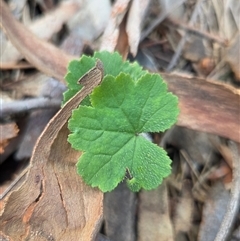 Hydrocotyle laxiflora (Stinking Pennywort) at Watson, ACT - 30 Oct 2025 by HappyWanderer