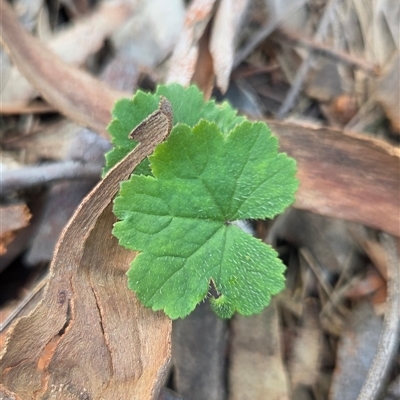 Hydrocotyle laxiflora (Stinking Pennywort) at Watson, ACT - 30 Oct 2025 by HappyWanderer