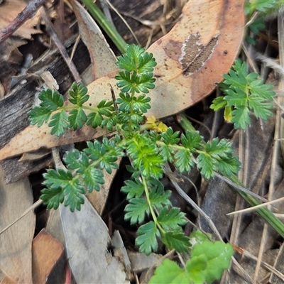 Acaena echinata (Sheeps Burr) at Watson, ACT - 30 Oct 2025 by HappyWanderer