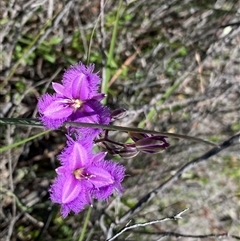 Thysanotus tuberosus (Common Fringe-lily) at Kambah, ACT - 5 Nov 2025 by Shazw